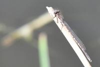 Sympecma fusca