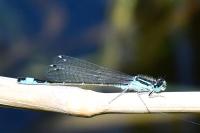 Ischnura elegans