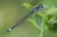 Ischnura elegans