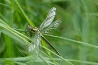 Gomphus pulchellus
