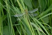 Gomphus pulchellus