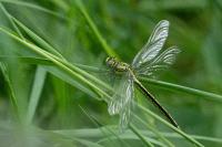 Gomphus pulchellus