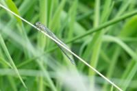 Coenagrion puella