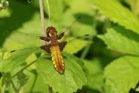 Libellula depressa