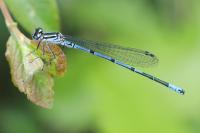 Coenagrion puella