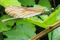 Calopteryx virgo