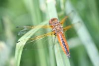 Libellula fulva