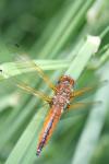 Libellula fulva
