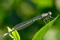 Coenagrion puella
