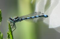 Coenagrion mercuriale