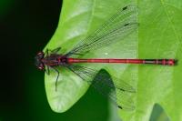 Pyrrhosoma nymphula