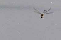Cordulia aenea
