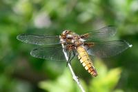 Libellula depressa