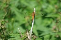 Libellula fulva