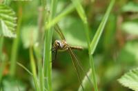 Oxygastra curtisii