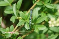 Erythromma lindenii