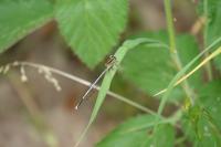 Platycnemis pennipes