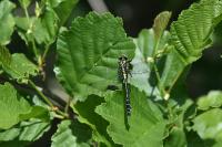 Gomphus vulgatissimus