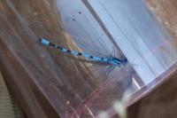 Enallagma cyathigerum
