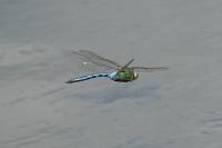 Anax imperator