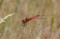 Sympetrum fonscolombii