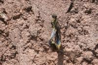 Orthetrum cancellatum