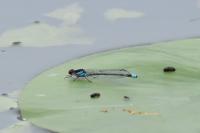 Erythromma najas