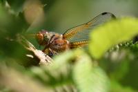 Libellula fulva
