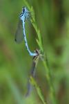 Coenagrion mercuriale