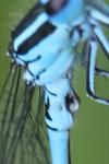 Coenagrion mercuriale