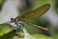 Calopteryx virgo