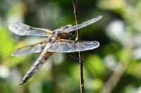 Libellula quadrimaculata