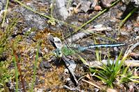 Anax imperator