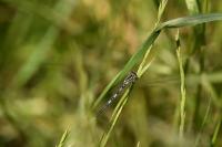 Coenagrion scitulum