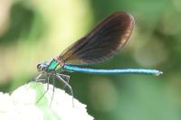 Calopteryx virgo