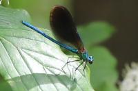 Calopteryx virgo