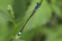 Ischnura elegans
