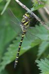 Cordulegaster boltonii