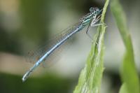 Platycnemis pennipes