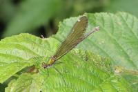 Calopteryx virgo