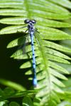 Coenagrion puella