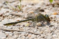 Gomphus pulchellus