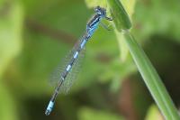 Coenagrion scitulum