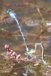 Coenagrion puella