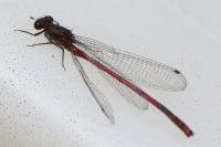 Pyrrhosoma nymphula