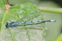 Coenagrion puella