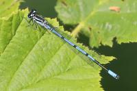 Coenagrion puella