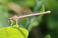 Platycnemis pennipes