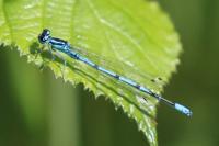 Coenagrion puella