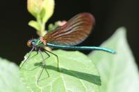 Calopteryx virgo